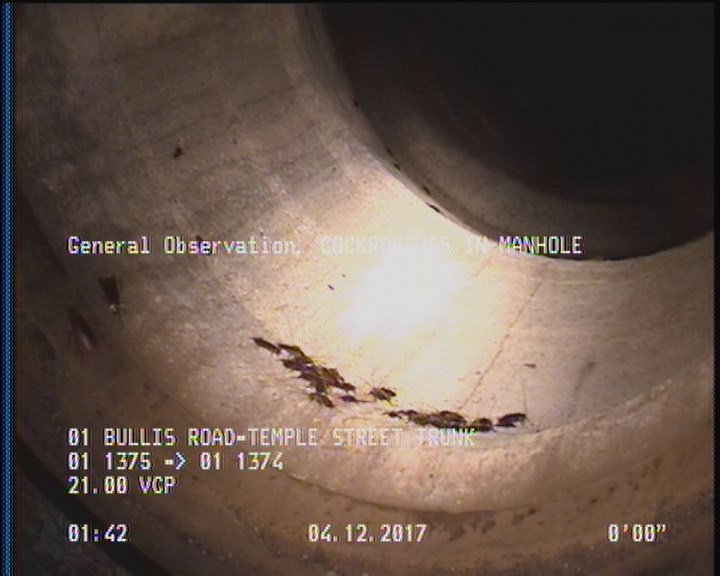 General Observation - COCKROACHES IN MANHOLE