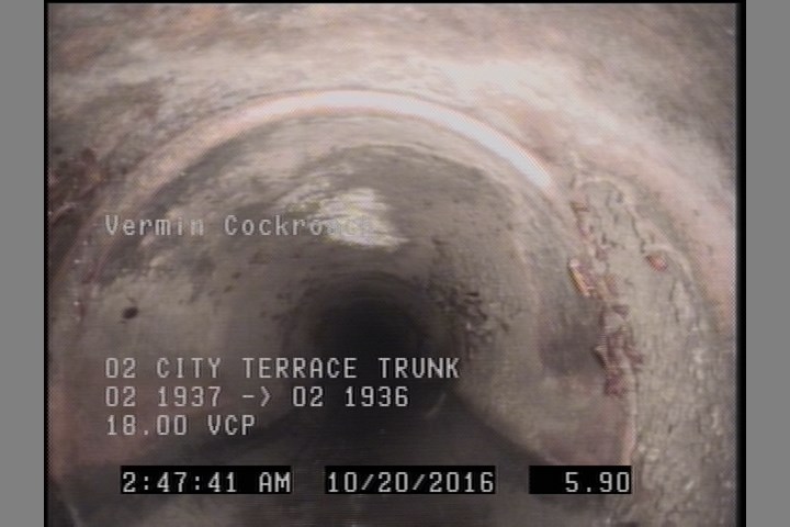 Vermin Cockroach