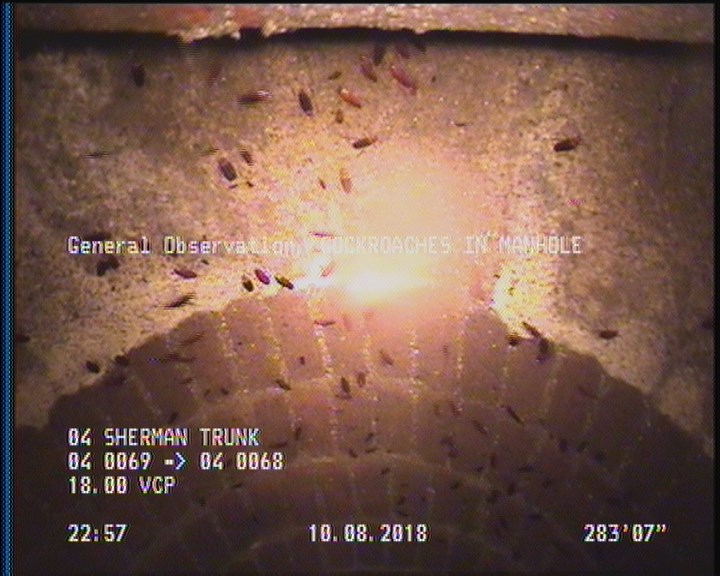 General Observation - COCKROACHES IN MANHOLE