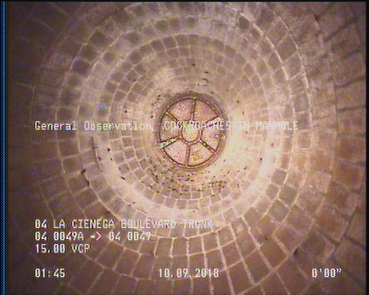 General Observation - COCKROACHES IN MANHOLE