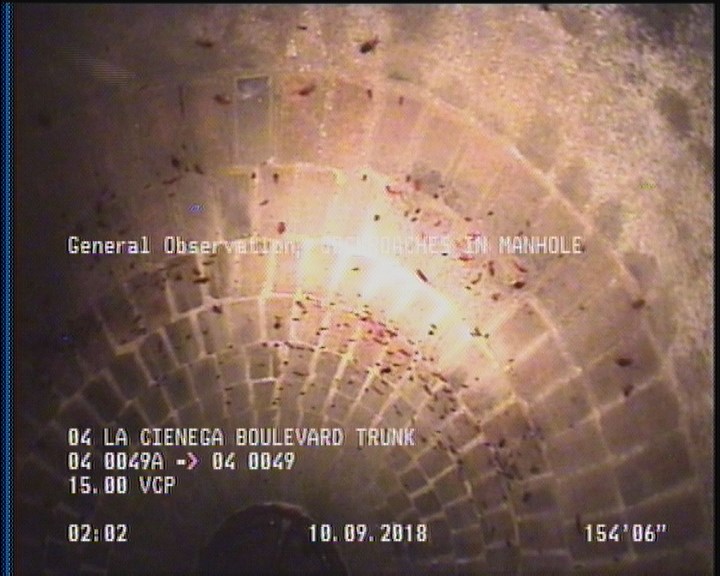 General Observation - COCKROACHES IN MANHOLE