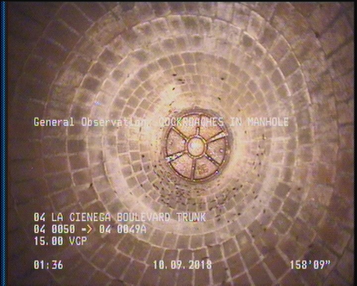 General Observation - COCKROACHES IN MANHOLE