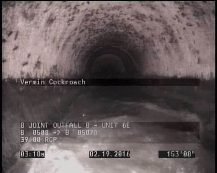 Vermin Cockroach