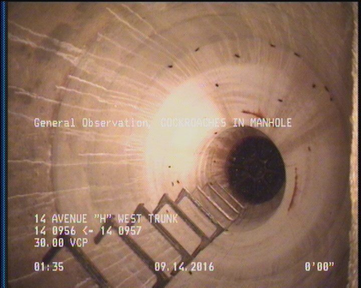 General Observation - COCKROACHES IN MANHOLE