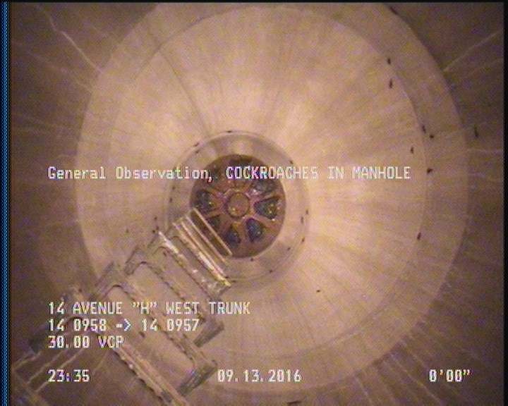General Observation - COCKROACHES IN MANHOLE