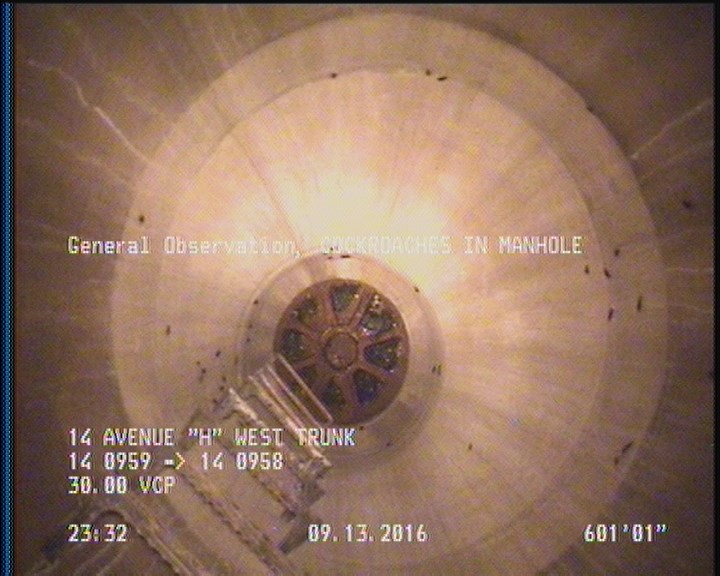 General Observation - COCKROACHES IN MANHOLE