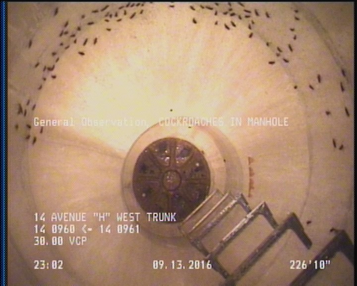 General Observation - COCKROACHES IN MANHOLE