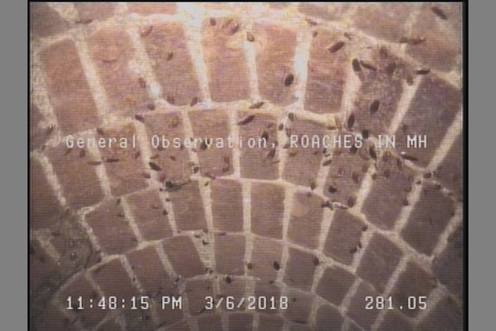 General Observation - ROACHES IN MH