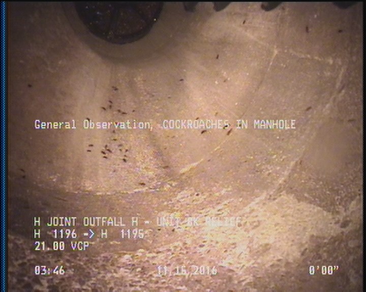 General Observation - COCKROACHES IN MANHOLE