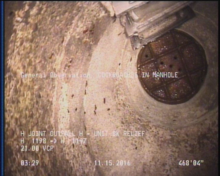 General Observation - COCKROACHES IN MANHOLE