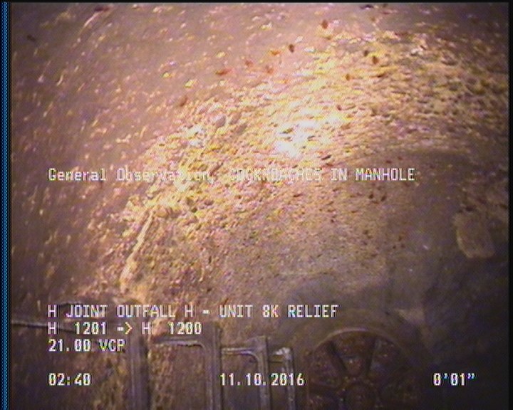 General Observation - COCKROACHES IN MANHOLE