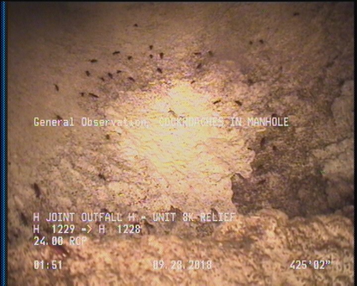 General Observation - COCKROACHES IN MANHOLE