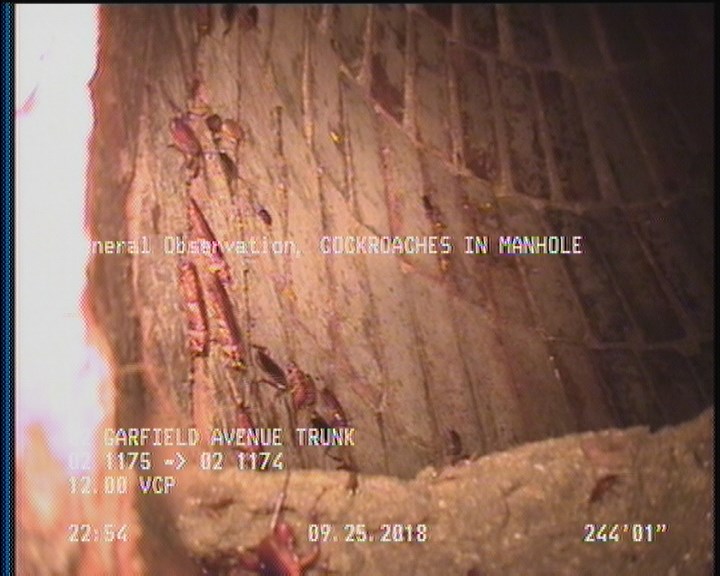 General Observation - COCKROACHES IN MANHOLE