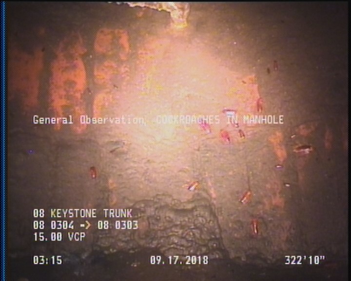 General Observation - COCKROACHES IN MANHOLE