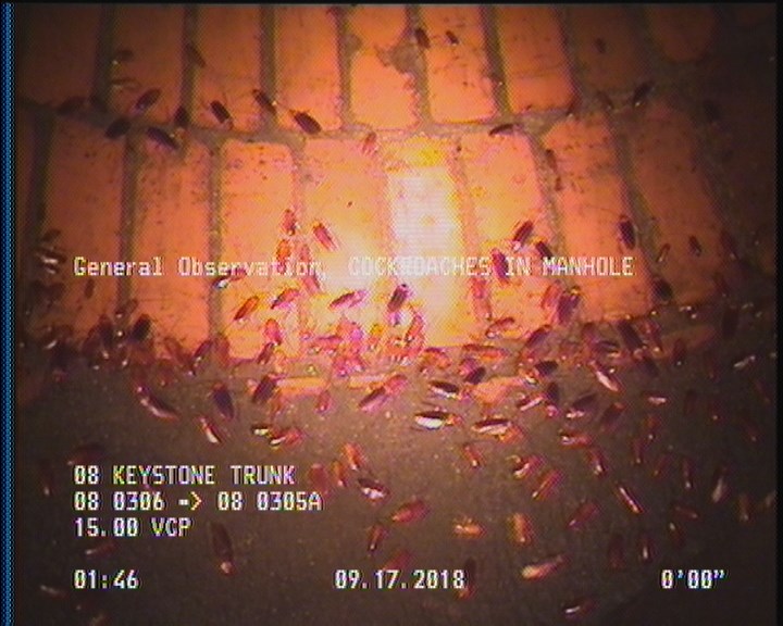 General Observation - COCKROACHES IN MANHOLE