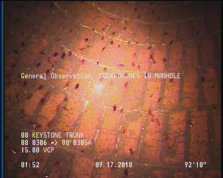 General Observation - COCKROACHES IN MANHOLE