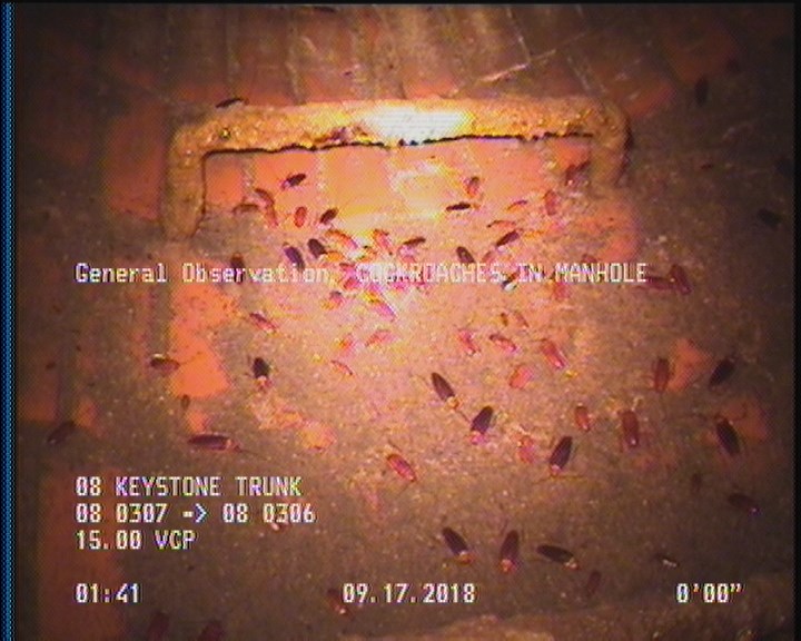 General Observation - COCKROACHES IN MANHOLE