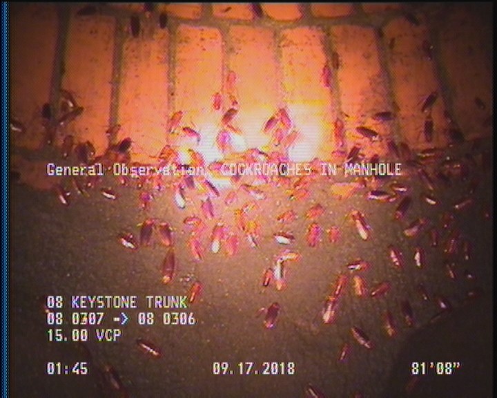 General Observation - COCKROACHES IN MANHOLE