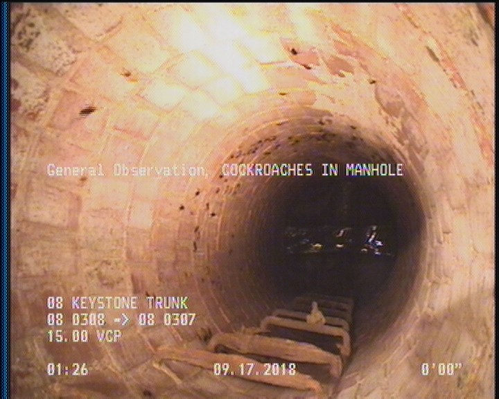 General Observation - COCKROACHES IN MANHOLE