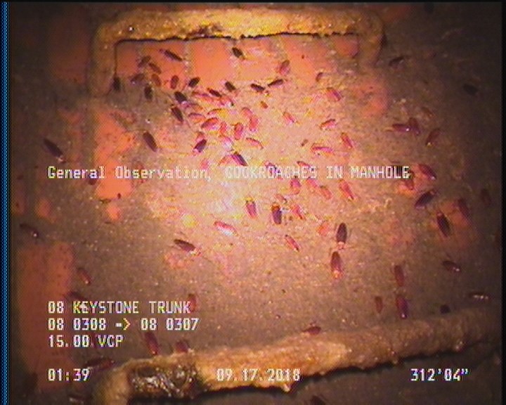 General Observation - COCKROACHES IN MANHOLE