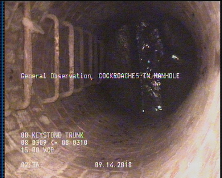 General Observation - COCKROACHES IN MANHOLE