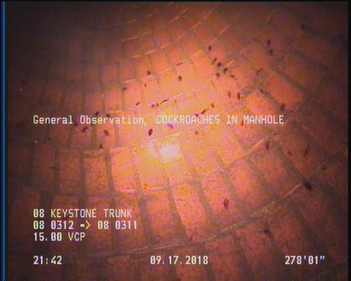 General Observation - COCKROACHES IN MANHOLE