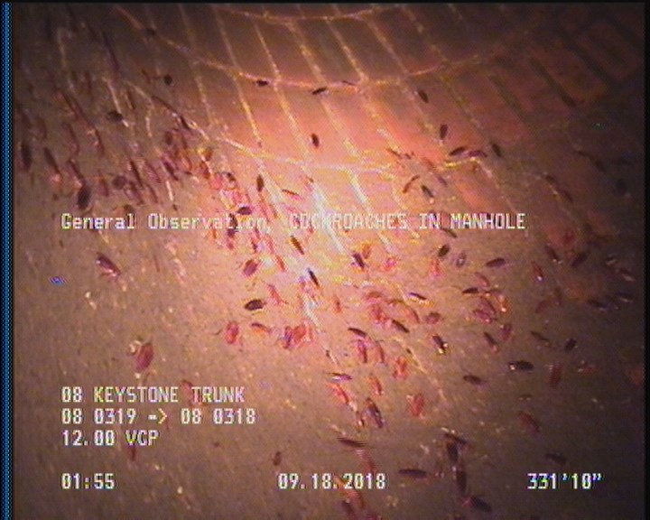 General Observation - COCKROACHES IN MANHOLE