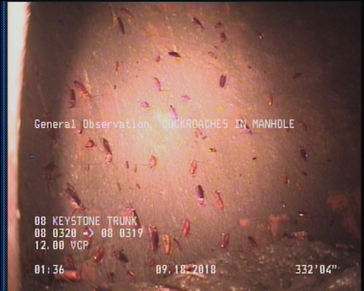 General Observation - COCKROACHES IN MANHOLE