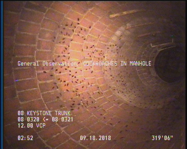 General Observation - COCKROACHES IN MANHOLE