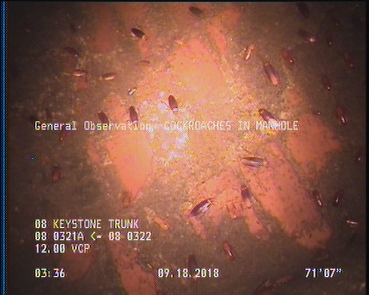 General Observation - COCKROACHES IN MANHOLE