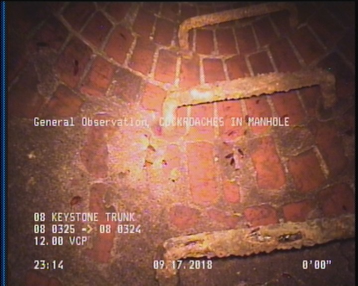 General Observation - COCKROACHES IN MANHOLE