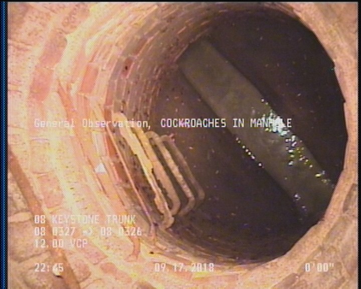 General Observation - COCKROACHES IN MANHOLE