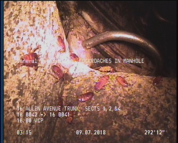 General Observation - COCKROACHES IN MANHOLE