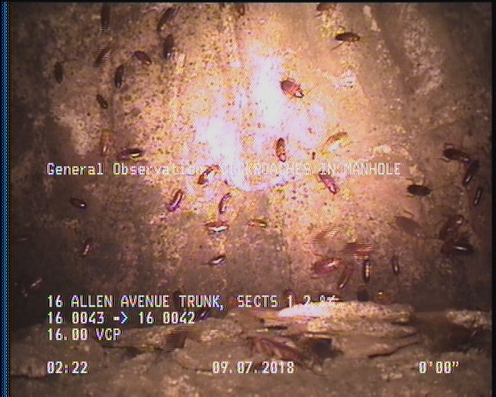General Observation - COCKROACHES IN MANHOLE