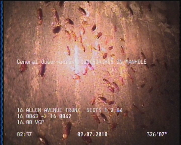 General Observation - COCKROACHES IN MANHOLE