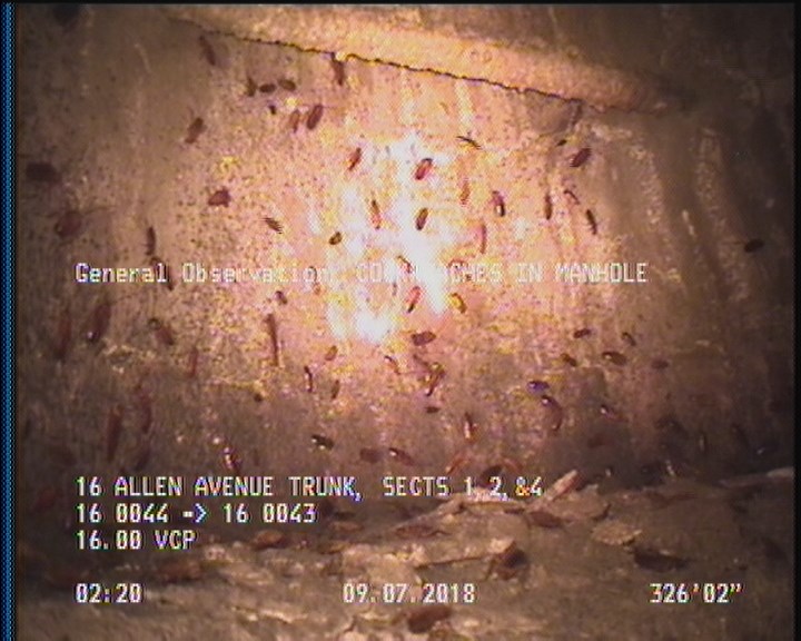 General Observation - COCKROACHES IN MANHOLE