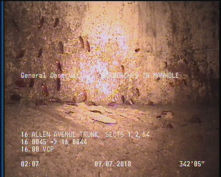 General Observation - COCKROACHES IN MANHOLE