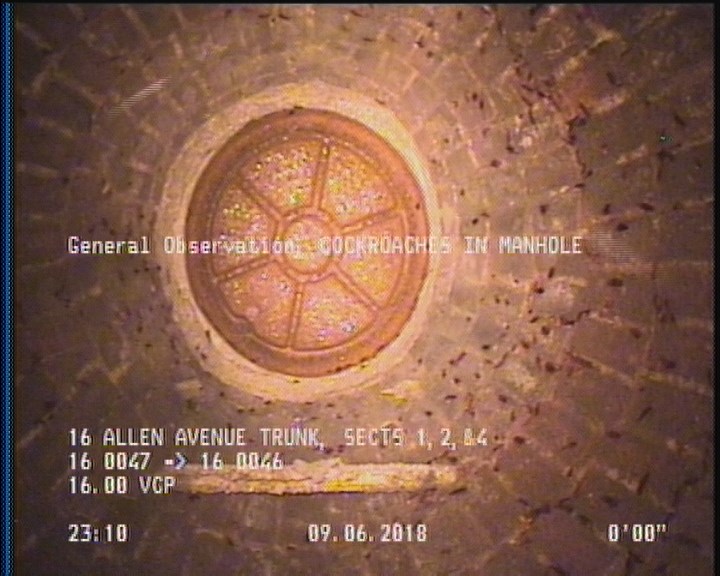 General Observation - COCKROACHES IN MANHOLE
