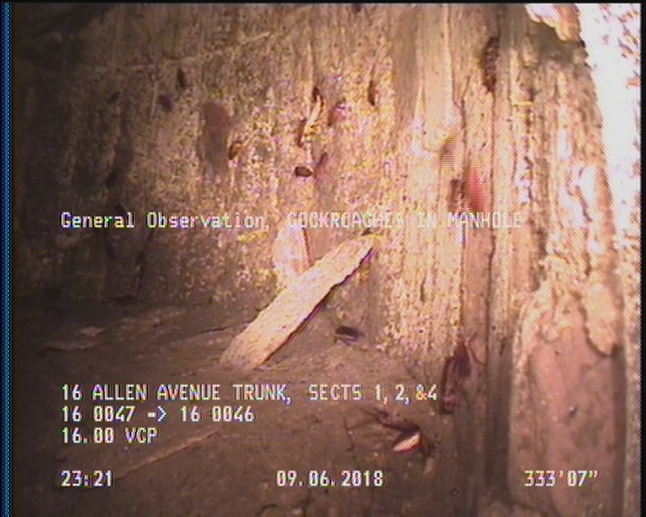 General Observation - COCKROACHES IN MANHOLE