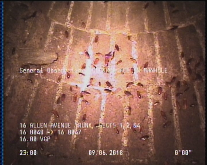 General Observation - COCKROACHES IN MANHOLE