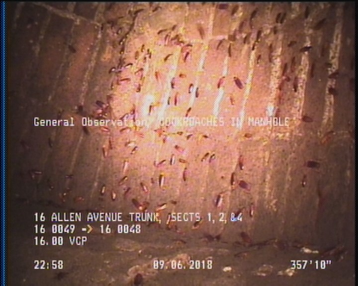 General Observation - COCKROACHES IN MANHOLE