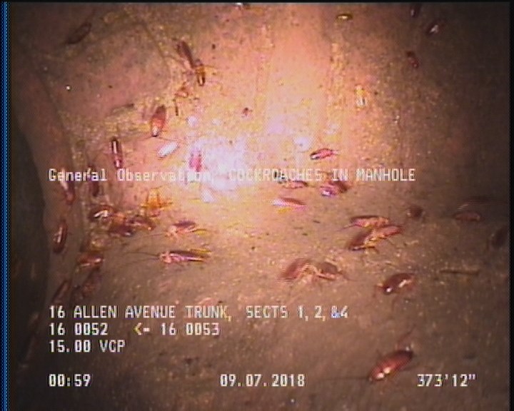 General Observation - COCKROACHES IN MANHOLE