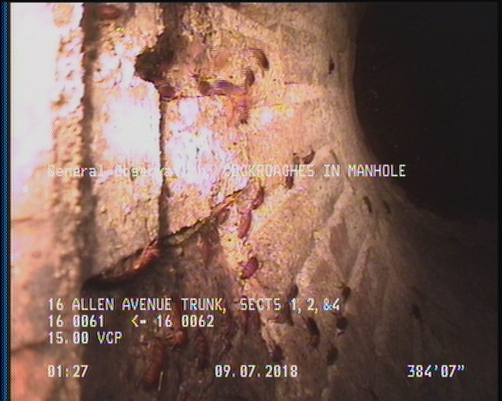 General Observation - COCKROACHES IN MANHOLE