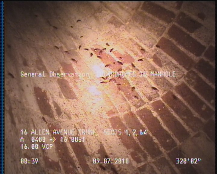 General Observation - COCKROACHES IN MANHOLE