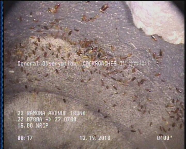 General Observation - COCKROACHES IN MANHOLE