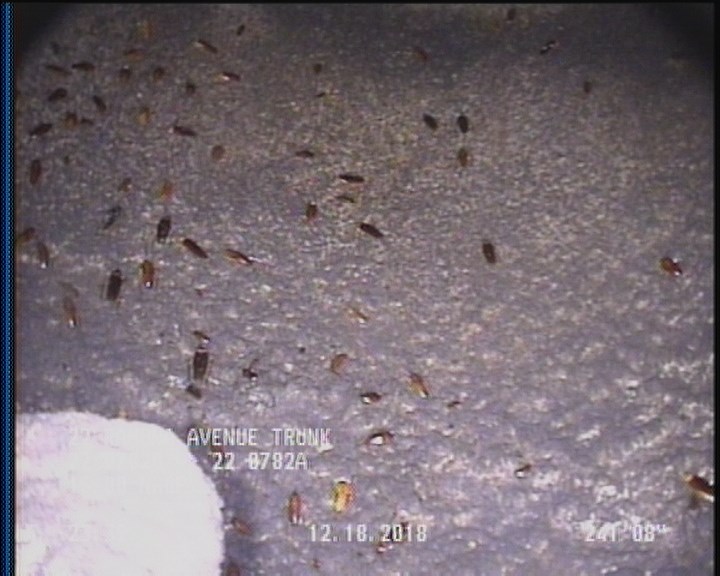 General Observation - COCKROACHES IN MANHOLE