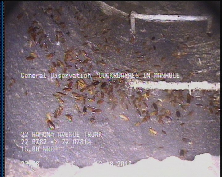 General Observation - COCKROACHES IN MANHOLE
