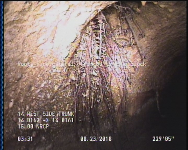 Roots Fine Lateral, from 08 to 11 o'clock