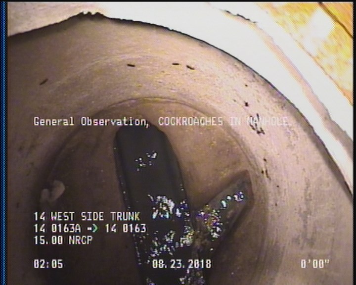 General Observation - COCKROACHES IN MANHOLE