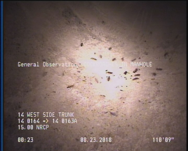General Observation - COCKROACHES IN MANHOLE